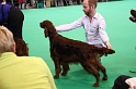 Crufts2011 610